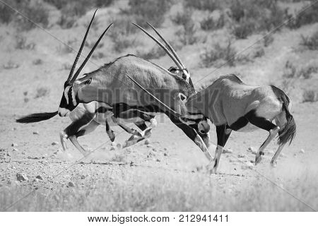 Group of Oryx fight for dominance in the hot Kalahari sun artistic conversion