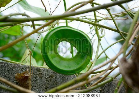 Jack Bean,the Fresh And Big Sword Bean  With Cycle  Shape Hang On Vine
