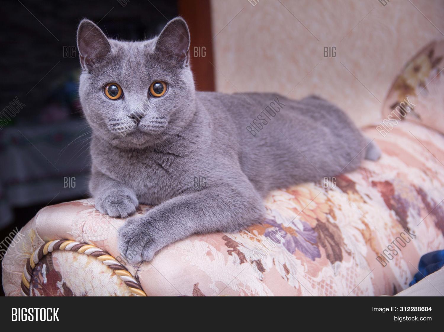 Cat Relaxing On Couch Image Photo Free Trial Stock Cat Relaxing On Couch Image Photo