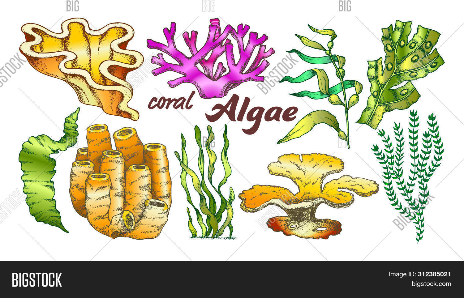 Imagen y foto Collection Algae (prueba gratis) | Bigstock