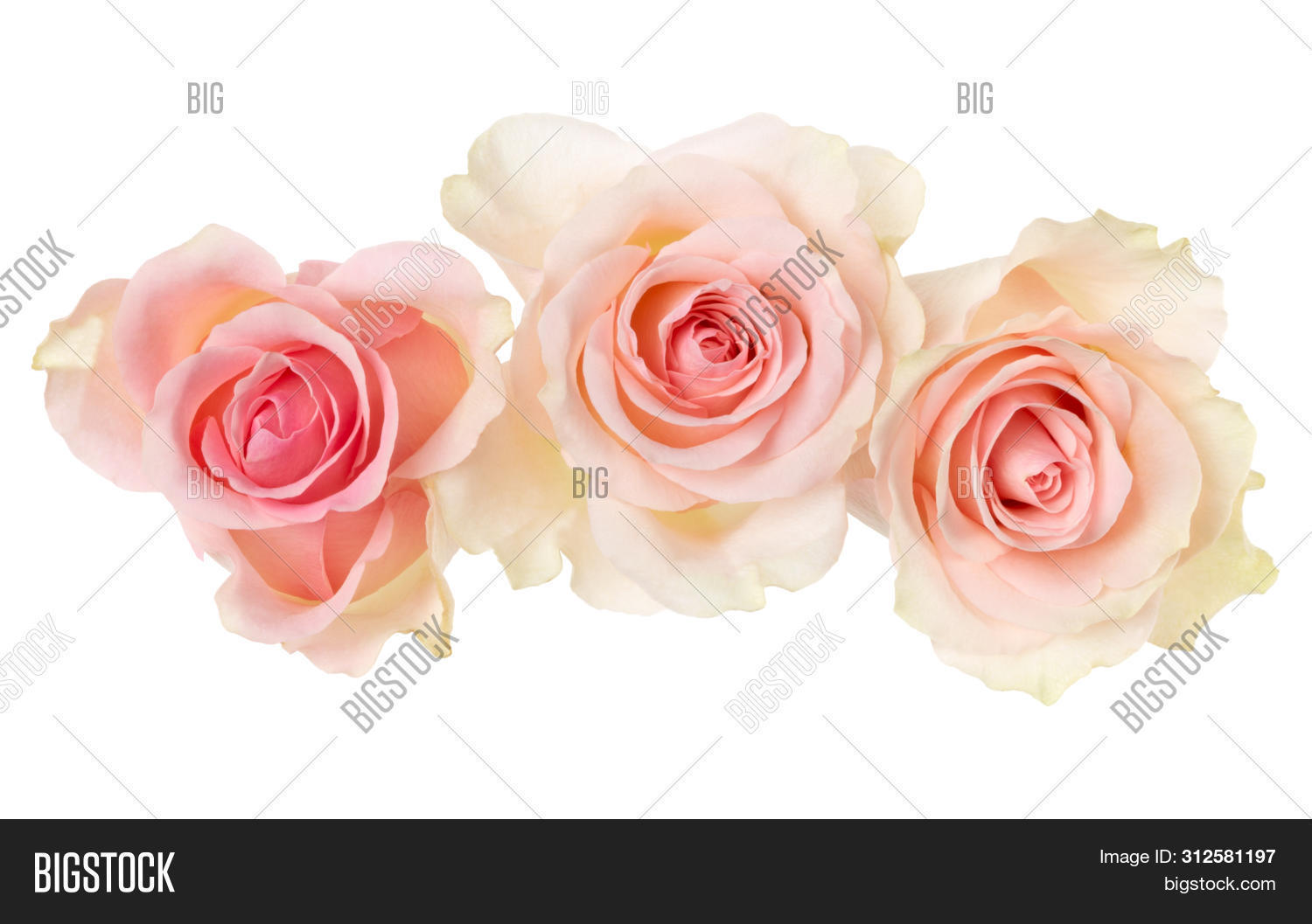 Розы на фоне неба. Красные розы. Rose in the air. Лепестки роз. Лепестки роз.