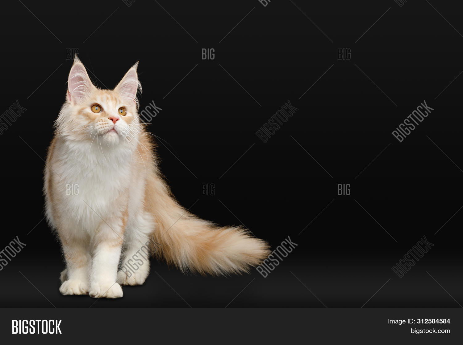 Huge Maine Coon Cat Image & Photo (Free Trial) | Bigstock