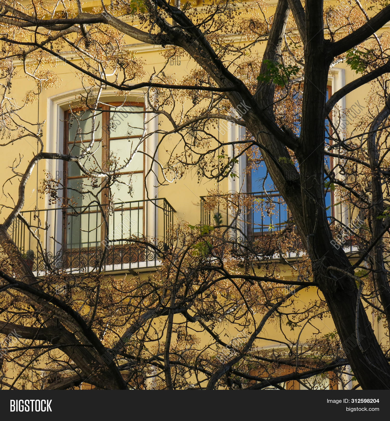 Branches Tree Windows Image & Photo (Free Trial) | Bigstock