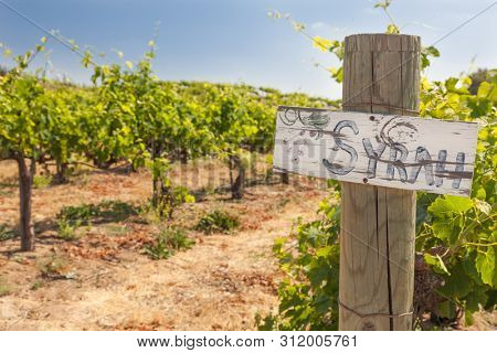 Syrah Sign On Wooden Post In A Grape Vineyard.