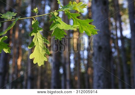 Varicolored Oak Leaves. Oak Branch With Green Oak Leaf, Selective Focus. Colorful Oak Leaves In Beau