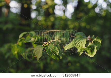 Varicolored Linden Leaves. Linden Branch With Green Linden Leaf, Selective Focus. Colorful Linden Le