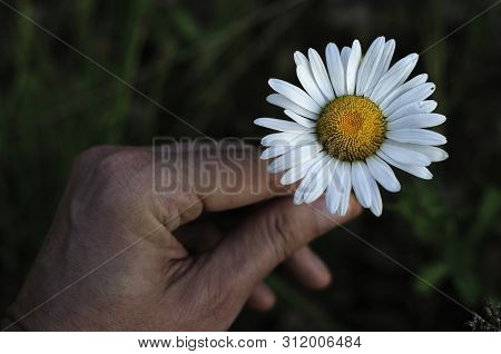 Man Holding Modest Beautiful Bouquet Of Tiny White And Pink Wild Daisies With Yellow Core In The Han
