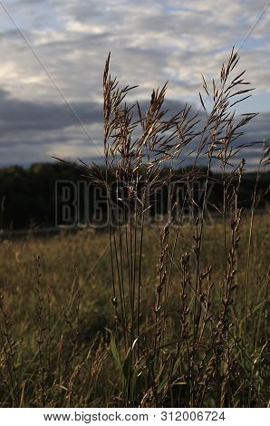 Tall Green Grass In The Field. Summer Spring Meadow Landscape On A Cloudly Day. Nature Eco Friendly