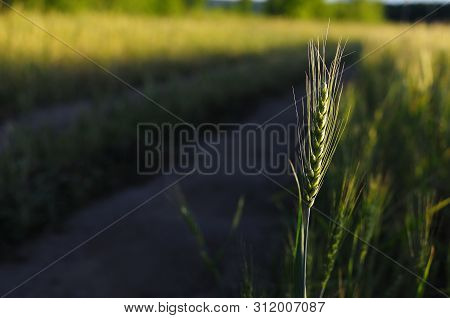 Spike Of Barley On A Cereal Field With A Sunbeam And A Flare, Vertical. Green Bright Sunny Ripe Ears