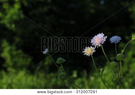 Macro Photo Of Nature Plant Red Flower Clover. Background Texture Of A Blooming Wild Flower Clover.