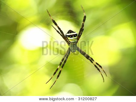 แมงมุม wasp บนเว็บของเขา