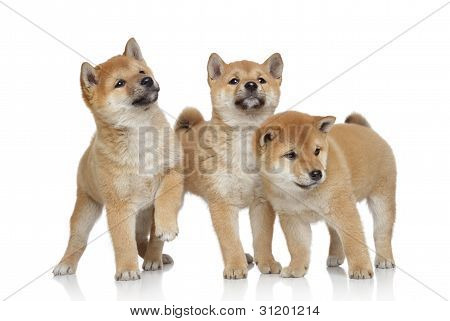 drei Shiba Inu Welpen auf weiÃŸem Hintergrund
