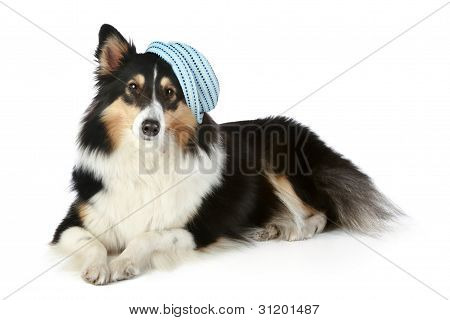 Sheltie (piccolo cane Collie) sdraiato su sfondo bianco