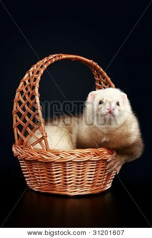 Funny Albino Ferret In Wattled Basket