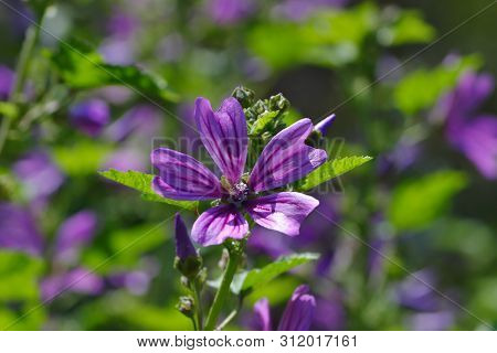 Flower Of Wild Mallow, Malva Silvestris, Bavaria, Germany, Europe