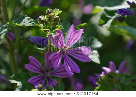 Flowers Of Wild Mallow, Malva Silvestris, Bavaria, Germany, Europe