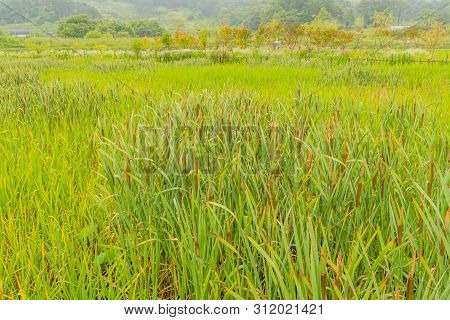 Tall Reeds And Cat-of-nine-tails Growing In Wilderness Park On Rainy Morning.
