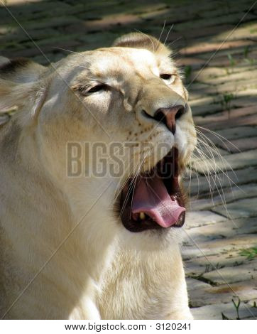 Lavic