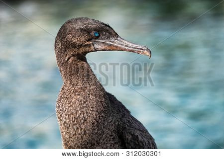 Galapagos animals wildlife - bird flightless cormorant aka galapagos cormorants by sea on Fernandina island, Espinoza Point, Ecuador, South America travel.
