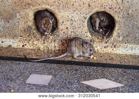 Rats In Karni Mata Temple Or Rats Temple In Deshnok. Rajasthan. India