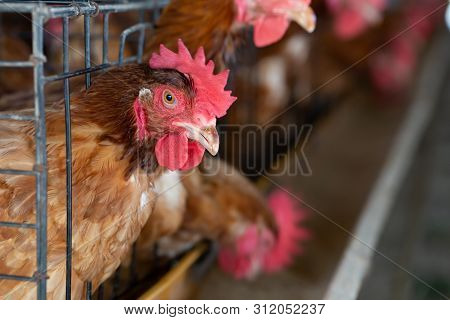 Chicken In The Factory, Hens In Cages Industrial Farm In Thailand, Animal And Agribusiness, Food Pro