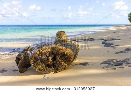 Washed Up Log On Beach, Dravuni Island, Fiji, South Pacific