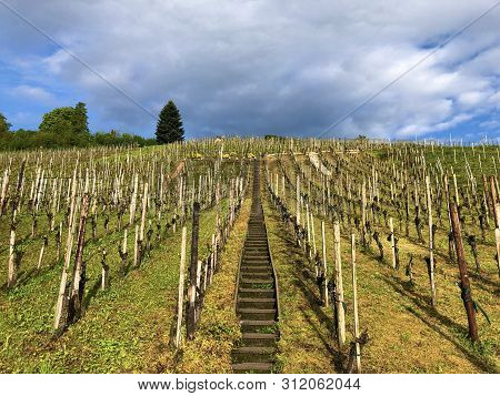 Photogenic Vineyards In The Village Of Buchberg - Canton Of Schaffhausen, Switzerland