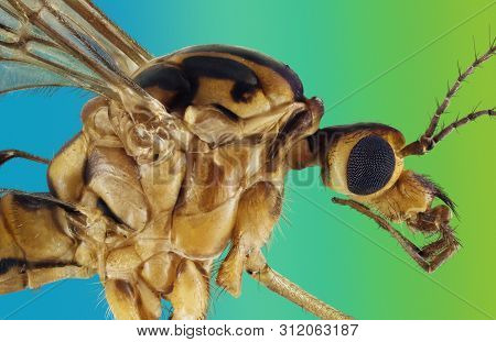 Extreme Macro Portrait Of A Crane Fly, Which Is Often Called A Mosquito Hawks Or Daddy Longlegs