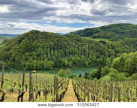Photogenic Vineyards And Lowland Forests In The Rhine Valley, Buchberg - Canton Of Schaffhausen, Swi