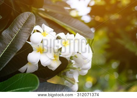 Beautiful White And Yellow Plumeria Frangipani Flowers And Sunlight In Nature.