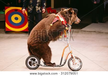 Circus Brown Bear On Speech On The Arena.