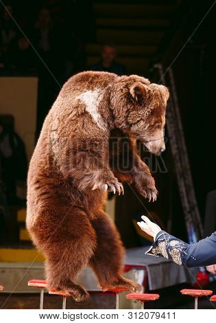 Circus Brown Bear On Speech On The Arena.