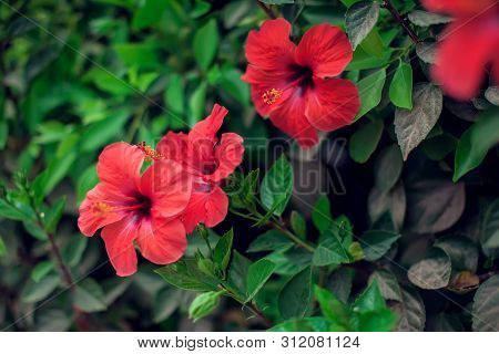 Red Hibiscus(karkade) Flowers Plant In The Garden.