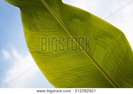 Banana Leaf Against Blue Sky, Leaf Close Up Texture, Close Up Of Banana Palm Leaf In The Sky, Three 