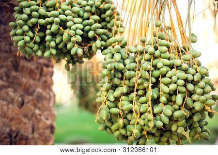Fresh Dates On Palm Tree. Organic And Healthy Food