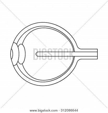Vector Design Of Eyeball And Eye Icon. Set Of Eyeball And Organ Vector Icon For Stock.