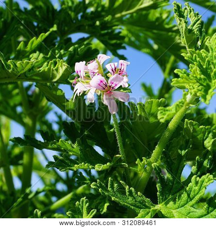 Pelargonium Attar Of Roses Scented Geranium Beautiful Flowers And Green Shallow Three-lobed Leaves C