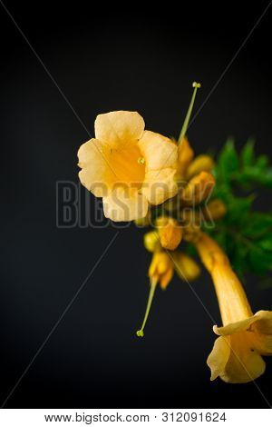 Blooming Curly Flower Kampsis On A Branch, Black Background.