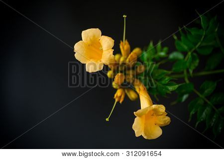 Blooming Curly Flower Kampsis On A Branch, Black Background.