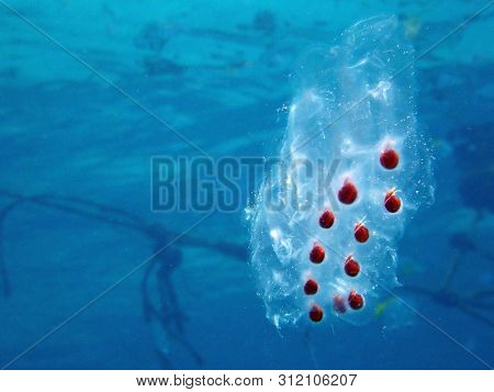 Closeup With The Chain Of Jellyfish Eggs During A Leisure Dive In Tunku Abdul Rahman Park, Kota Kina