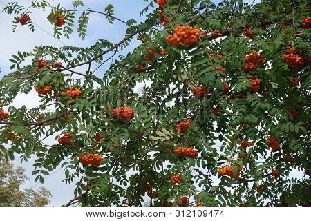 Berries In The Leafage Of Sorbus Aucuparia In September