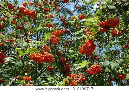 Bright Orange Berries On Branches Of Rowan Against Blue Sky