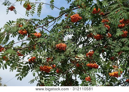 Dark Green Leaves And Orange Berries Of Sorbus Aucuparia In September