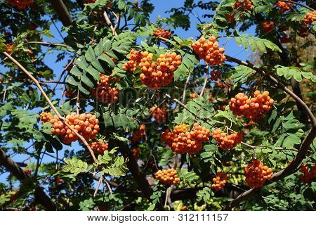 Foliage And Berries Of Rowan Against Blue Sky In September
