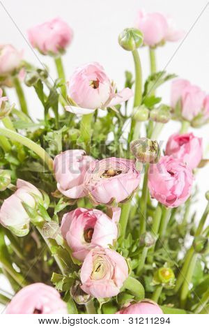 Ranuncolo rosa