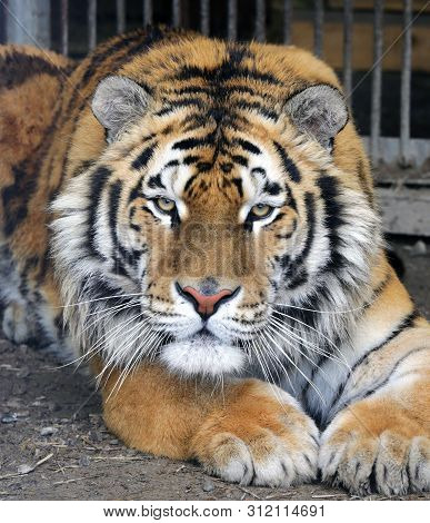 Tiger Close-up Carefully Looking Forward. Ussurian Tiger In The Zoo.