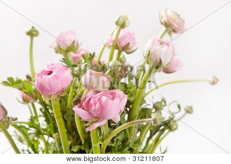 Ranuncolo rosa
