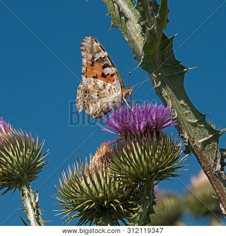 Butterfly Drinks Purple Thorn Flower Juice  On A Purple Thorny Flower