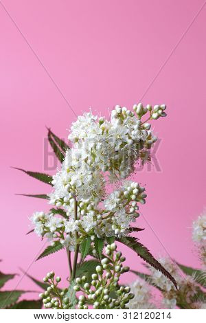 Bright White Flowers (sorbaria Sorbifolia) On A Pink Background, Beautiful Thin Stamens. Place For T
