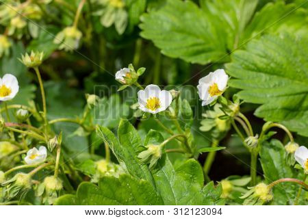 White Blooming Strawberry Flowers On Green Leaves Background In The Garden